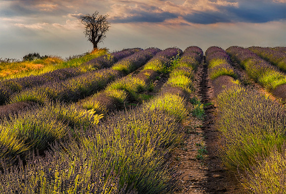 lavender 182 manual stack print gg s 1080