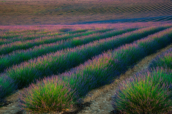 lavender morning 1  0006 gg ss