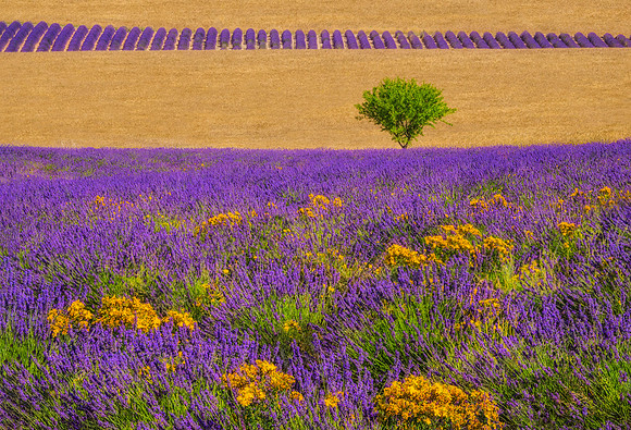 lavender valensole province 6240 6246 print flatten bottom portion layers flatten size stripe proportions sharpen grass satlav flatten flip sharpen 1080