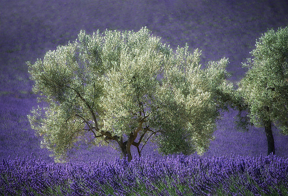 lavender valensole province 6274 to 6276 stack rev2 print 13 x 19 1080