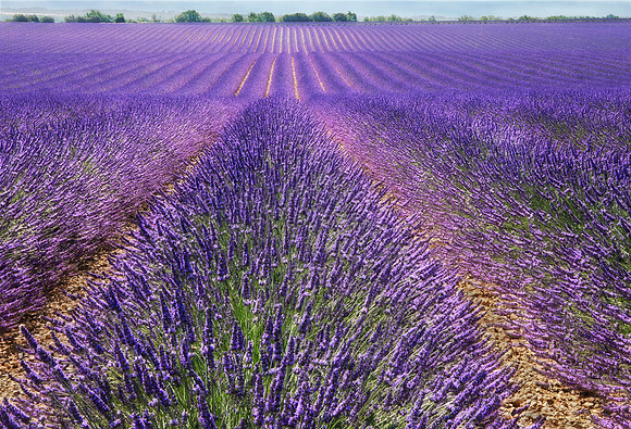 lavender valensole province 6318 21 24 print flat gg sky darker 1080