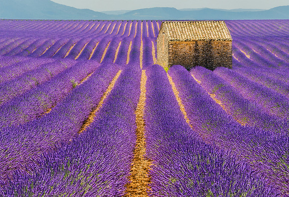 lavender valensole province 6348 tidy gg tone 1080