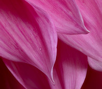 dahlia 3 raw crop siz copy